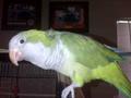 LOST BIRD QUAKER PARROT PLEASE HELP (could be anywhere by now)