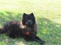 Lost Black Chow Chow (Allen/Adams County Line)