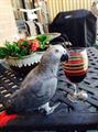 Lost Congo African Gray (Crown Heights)