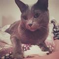 Lost male russian blue cat (Floral park (queens side))