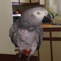 $$$ reward for lost african grey parrot (burbank)