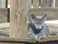 Still missing young grey female cat, reward for safe return. (far west end)