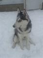 CASH REWARD!!!! LOST BLACK AND WHITE MALE HUSKY (willys parkway )