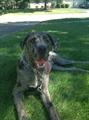 DOG   MASTADANE LOST   PLEASE HELP !!! REWARD!!! (DELAWARE, OHIO)