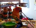 Lost Sun Conure