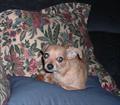 REWARD, REWARD for Bambi (Princeton /Haughton)