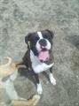 !!!!! 400.00 REWARD !!!!!!!! Lost Boxer