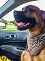 $$$REWARD$$$ LOST DOG BROWN BOXER (Paw Paw,Gobles, Lawton, Mattawan area )