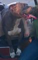 LOST: Female Pit Bull *REWARD* (Sac)