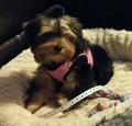 Missing Family Dog   $1000 (Commonwealth Ave)