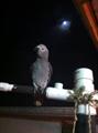 REWARD lost parrot (Summerfield )