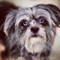 LOST SHITZHU! $$$$ Reward (7th and Bridge NW  GR)