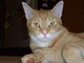 Lost Orange Tabby 11/4/12   REWARD (Woodland Dr.)