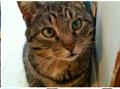 Missing Tiger Cat