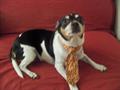 Rewards!Our Lost loving dogs Missing Arabi (Arabi,Louisiana)