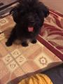 Lost Dog