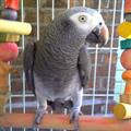 Timneh African Grey