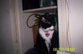 LOST CAT FOUND!!!!!!!!!!!!!