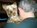 Lost yorkie REWARD (Clark co)