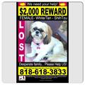Female Shih Tzu