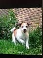 **LOST DOG**6/1/14**BETHEL PARK**$REWARD$ (Oakhurst/BPHS)