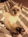 REWARD   Lost Cat   Midtown