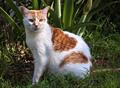 LOST CAT 