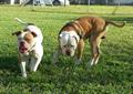 Lost or stolen 2 American Bulldogs (Weslaco)