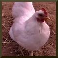 5 Chickens Stolen 