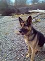 *REWARD* GERMAN SHEPPARD STOLEN/LOST FROM E Mcandrews (MEDFORD)