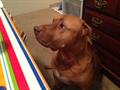 LOST: Red/White Pit mix (male)