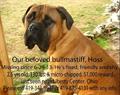 Lost Bullmastiff   $ reward $ (northwest ohio)