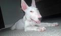 Lost bull terrier