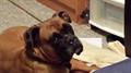 Boxer Lost or Stolen   Reward (Bluffton, OH)