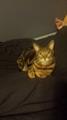 Lost cat! Reward!! (Kenny neighborhood)