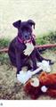 Lost Blue nose Pitbull (Sahara and Decatur)