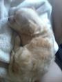 Stolen Momma Dog and two pups