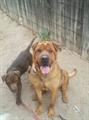Lost Dogs!! Reward!! (Albuquerque)