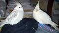 REWARD Lost Cockatiel (Dayton/Fairborn)
