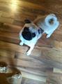 Lost pug (Kendallville\lagrange)