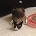 Lost snowshoe cat   Yogi $1000.00 REWARD (Plymouth Meeting, PA)