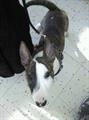 Missing Bullie REWARD! (Kokomo)