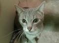 Missing Cat Reward If Found! (Grove City, Ohio)