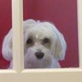MALTEASE DOG
