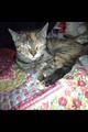 Lost cat! (tillmans corner)