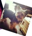**REWARD FOR BENJI ~ MISSING SINCE AUG. 2013** (Lincoln)