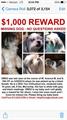 $2,500 Reward for Lost Shih Tzu mix  Oreo 