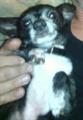 Lost black chihuahua 