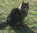 Lost cat