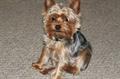 Missing Yorkie (REWARD) 100.00 (Mansfield)